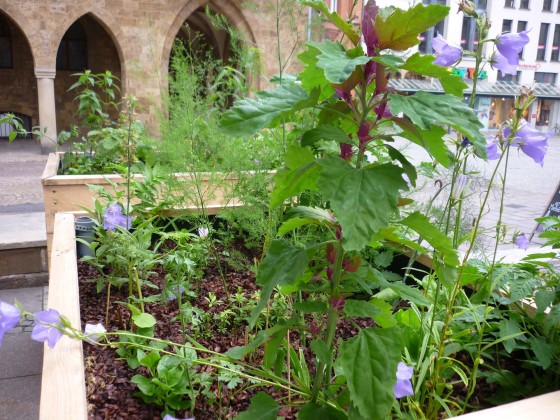 urban-gardening-pflanzkasten2